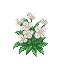 flowers white