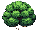 tree oak