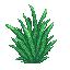 tuft grass
