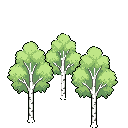 birch cluster