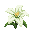 lily white